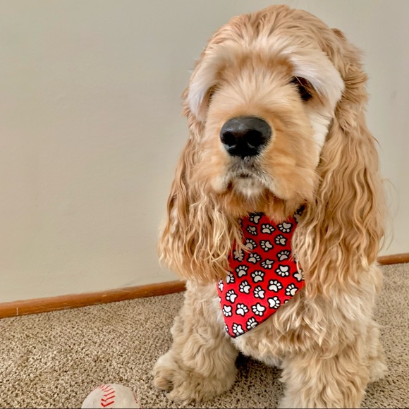 | paw print dog bandana | - Picture 4 of 11